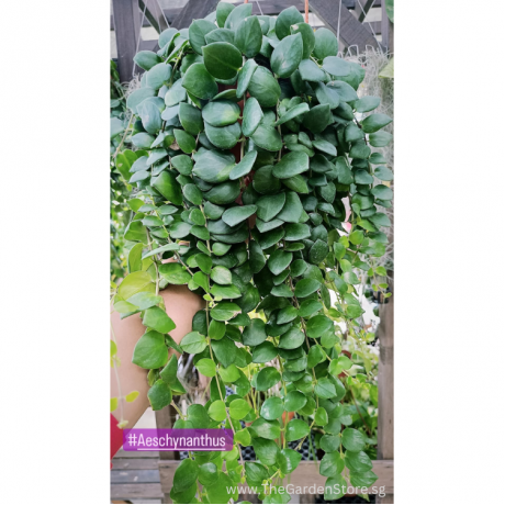 Aeschynanthus (Lipstick Plant) Hanging