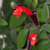 Aeschynanthus (Lipstick Plant) Hanging