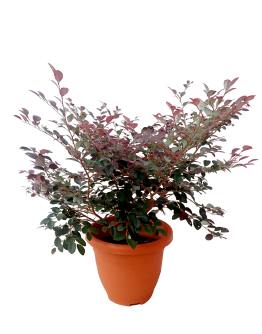 Loropetalum Chinense