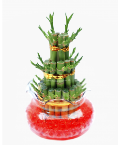 Lucky Bamboo 3 Layer in Glass Bowl 步步高升