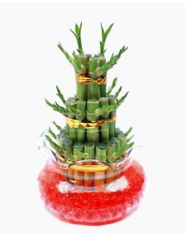 Lucky Bamboo 3 Layer in Glass Bowl 步步高升