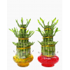 Lucky Bamboo 3 Layer in Glass Bowl 步步高升