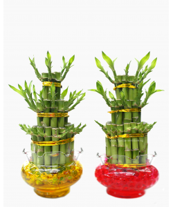Lucky Bamboo 3 Layer in Glass Bowl 步步高升