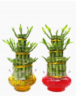 Lucky Bamboo 3 Layer in Glass Bowl 步步高升