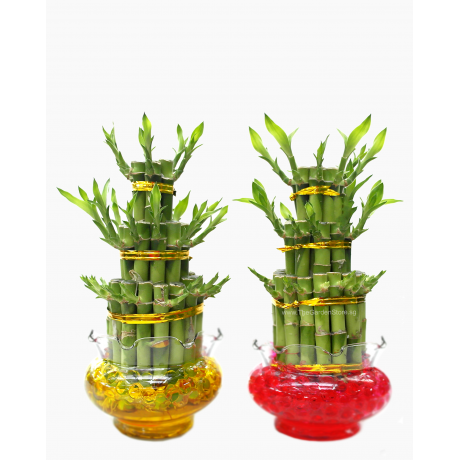 Lucky Bamboo 3 Layer in Glass Bowl 步步高升