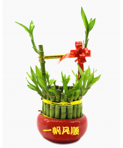 Golden Barrel Lucky Bamboo