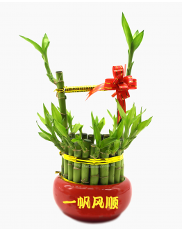 Golden Barrel Lucky Bamboo