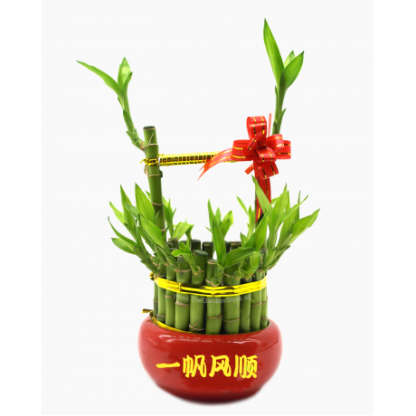 Golden Barrel Lucky Bamboo