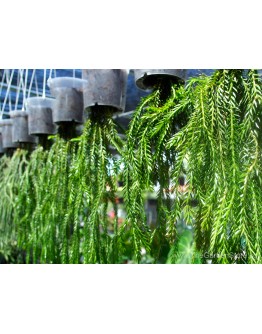 Lycopodium Squarrosum Hanging