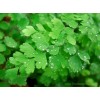 Maiden Hair Fern Adiantum