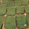 Real Carpet Grass 2ft X 1ft per piece (ITEM IS Out Of Stock）