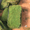 Real Carpet Grass 2ft X 1ft per piece (ITEM IS Out Of Stock）