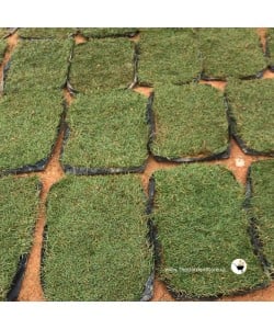 Real Carpet Grass 2ft X 1ft per piece (ITEM IS Out Of Stock）