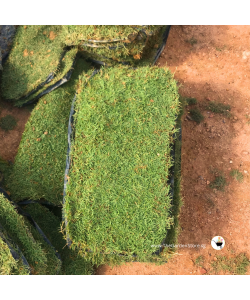 Real Carpet Grass 2ft X 1ft per piece (ITEM IS Out Of Stock）