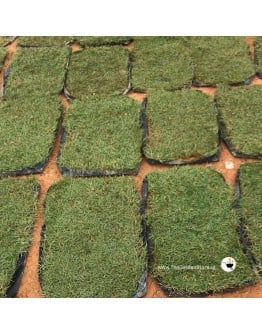 Real Carpet Grass 2ft X 1ft per piece (ITEM IS Out Of Stock）