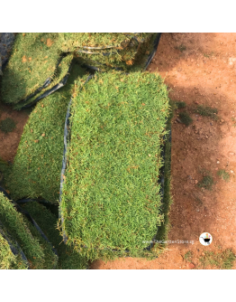 Real Carpet Grass 2ft X 1ft per piece (ITEM IS Out Of Stock）