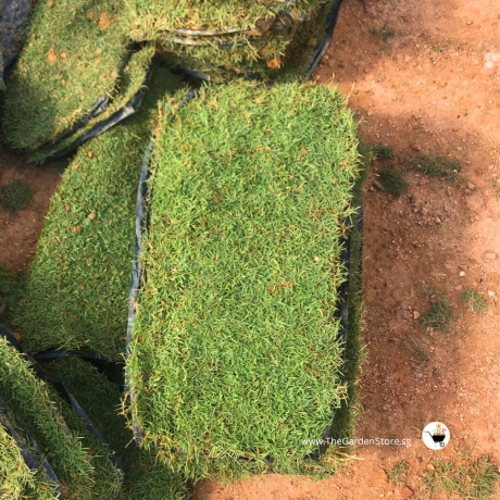 Real Carpet Grass 2ft X 1ft per piece (ITEM IS Out Of Stock）