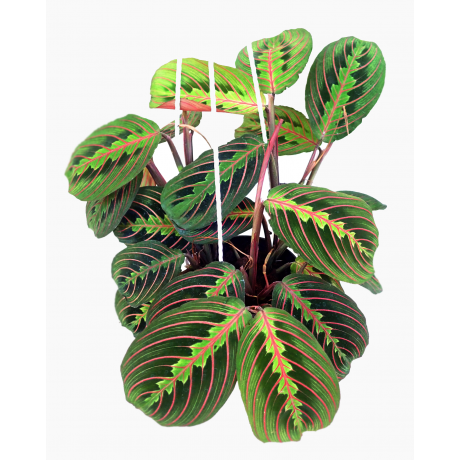Maranta leuconeura var. erythroneura Red-veined Prayer plant