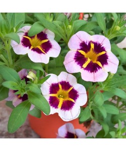 Calibrachoa 'Million Bells'