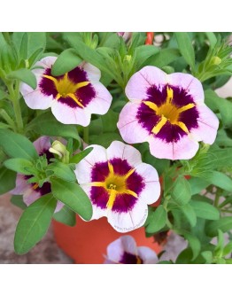 Calibrachoa 'Million Bells'