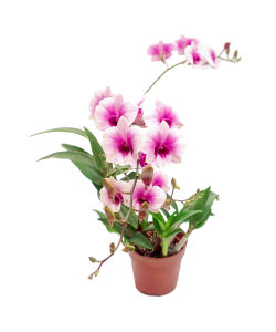 Dendrobium Orchid Mini