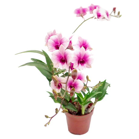 Dendrobium Orchid Mini
