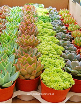 Assorted Mini Succulents