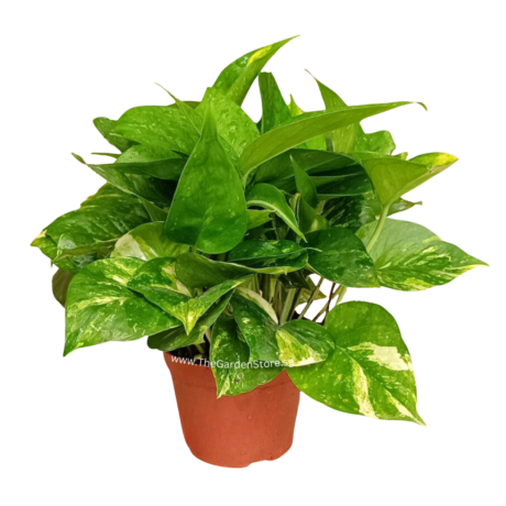 Money Plant Green Epipremnum aureum 