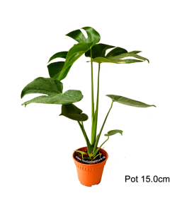 Monstera Deliciosa Potted Plant