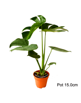 Monstera Deliciosa Potted Plant