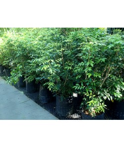 Murraya Paniculata (Polybag) 七里香 1m