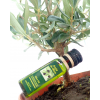 Olive Tree Mini Olea europaea (Holland)