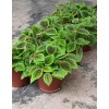 Pilea mollis 'Moon Valley'