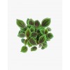 Pilea mollis 'Moon Valley'