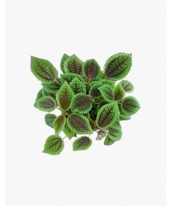 Pilea mollis 'Moon Valley'