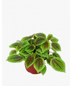 Pilea mollis 'Moon Valley'