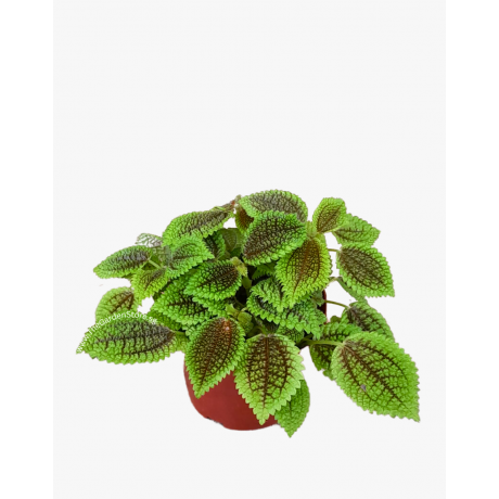 Pilea mollis 'Moon Valley'