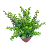 Portulacaria Afra Mastali Green Elephant Bush 