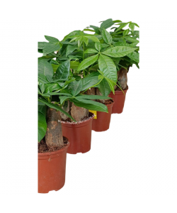 Pachira 3in1 发财树