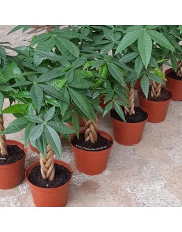 Pachira Braided Twist 发财树 Money Tree
