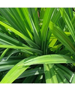 Pandan Leaf 香兰叶