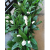 Peace Lily Spathiphyllum