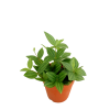 Peperomia Angulata