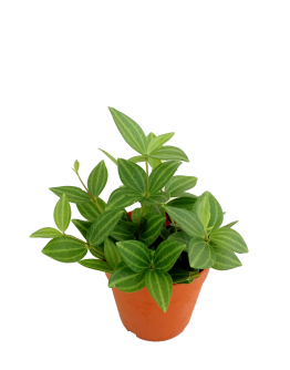 Peperomia Angulata