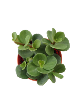 Peperomia 'Hope' deppeana x quadrifolia