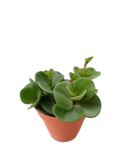 Peperomia 'Hope' deppeana x quadrifolia