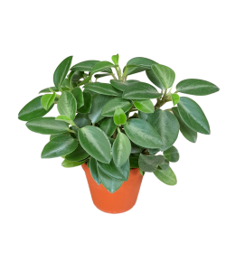 Peperomia Pixie P85