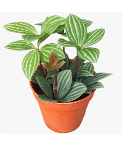 Peperomia Puteolata Potted Plant