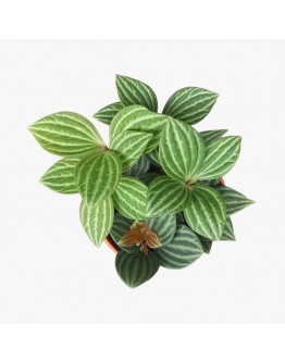 Peperomia Puteolata Potted Plant