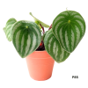 Peperomia Watermelon Argyreia Potted Plant